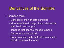 Get detailed, expert explanations on somite that can improve your comprehension and help with homework. Ppt The Somites And Their Derivatives Powerpoint Presentation Free Download Id 6416767