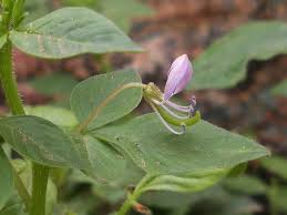 Image result for Cleome rutidosperma