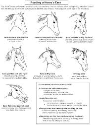 Pin By Karen Taylor On Illustrations Handouts Horse Care Horse Ears Horse Health