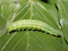 What Do Hungry Caterpillars Really Eat