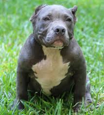 Beautiful female pitbull puppy with all of her shots and ukc registration. Blue Nose Pitbull Puppies For Sale Pet S Gallery