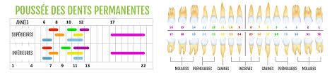 La première dentition ou dentition lactéale comprend entre 20 et 24 dents. A Quel Age Poussent Et Tombent Les Dents Clinique Dentaire Charles Trottier