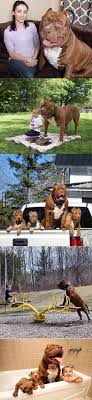 All type of traning video available in this channel pitbull shorts videosamerican bully shorts videos#shorts #youtube shorts don't forget to like, share, com. Hulk The American Pitbull 9gag