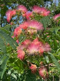 Image result for Mimosa