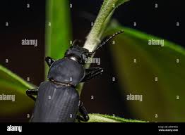 Molitor hi-res stock photography and images