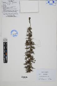 Image result for Lycium pilifolium