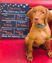 She would come to our home and help stanley pass on. Whole Pet Veterinary Clinic Startseite Facebook