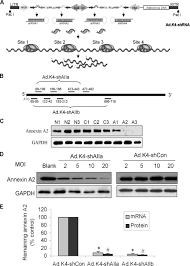 Handle for kitchen ranges or the like leo j. Annexin A2 Interactions With Rab14 In Alveolar Type Ii Cells Journal Of Biological Chemistry
