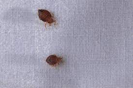 Les punaises des lits sont des espèces d'insectes hétéroptères de la famille des cimicidae, présentes dans diverses régions du monde.exclusivement hématophages, les adultes, mâles et femelles, piquent et sucent (durant dix à vingt minutes) le sang de leur hôte, mais peuvent survivre sans manger jusqu'à un an et demi, voire deux ans dans de bonnes conditions. Piqures De Punaises De Lit Comment Les Traiter