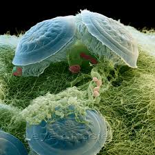 Maybe you would like to learn more about one of these? Wimperntierchen On Your Eyelasches Scanning Electron Microscope Microscopic Photography Electron Microscope