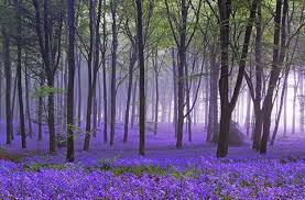 Bluebell Woods Beautiful Nature Beautiful World Nature