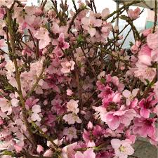 Peppermint flowering peach tree care. Peach Blossoms Information And Facts