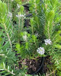 Image result for Phylica