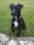Patterdale Terrier Size
