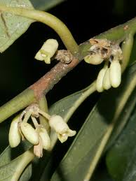Image result for Diospyros mafiensis