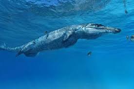 Hasil gambar untuk buaya laut