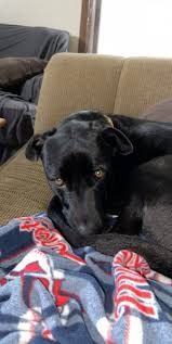 Search for dogs for adoption at shelters near duluth, mn. Rehoming Your Dog In Hermantown Mn Rehome By Adopt A Pet Com