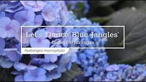 This proven performer will bloom. 30 Seconds With Let S Dance Blue Jangles Reblooming Hydrangea Youtube