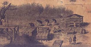 Indigo Cultivation – Florida History Online