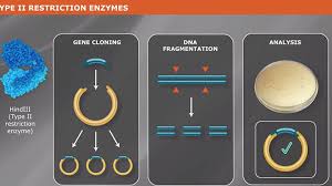 Restriction Endonucleases Products Neb