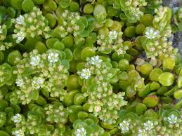 Image result for Polycarpon