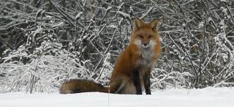 Enjoy famous online games at playredfox.com. Red Fox Vermont Fish Wildlife Department