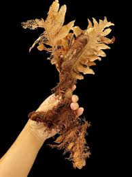 Image result for Drynaria volkensii