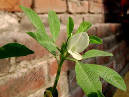 Image result for Trigonella foenum-graecum