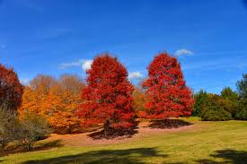 Highly adaptable, they overgrow in a variety of soils and reach a mature height of 92 ft. Legacy Sugar Maples On The Left October Glory Red Maples On The Right Landscape Projects Trees To Plant Landscape