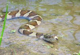 Water Snake Nerodia Sipedon At Port Louisa National Wildlife Refuge In Wapello Iowa Usa C Jessica Bolser National Wildlife Refuge Wildlife Refuge Wildlife