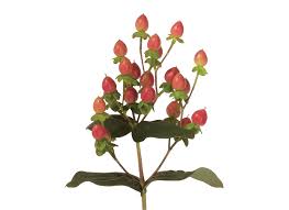 Image result for Hypericum