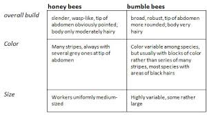 How To Tell The Difference Between Honey Bees And Bumble