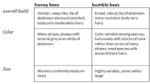 how to tell the difference between honey bees and bumble