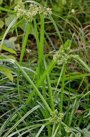 Image result for Cyperus nuerensis