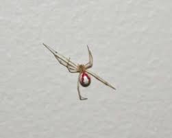 Maybe you would like to learn more about one of these? Spider Categorized Species Photos Pest Control Canada