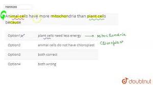 Does animal cell have mitochondria. Animal Cells Have More Mitochondria Than Plant Cells Because Youtube