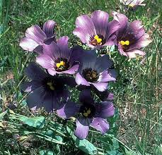 Image result for eustoma flamenco
