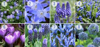 Maybe you would like to learn more about one of these? A Touch Of The Blues Bulb Blog Gardening Tips And Tricks Learn Planting Techniques Bulbs And Perennial Information