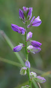 Image result for Polygala ohlendorfiana