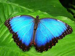 Cuanto Pesa Una Mariposa Noticias De Sociedad En Heraldo Es