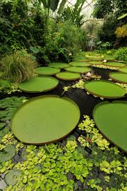 Giant Lily Pads At The Royal Botanic Garden In Edinburgh Lily Pads Botanical Gardens Giant Water Lily