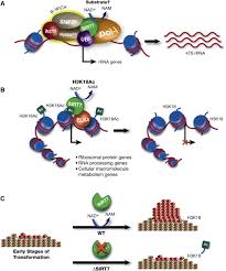 Image result for sirt7