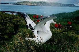 They primarily live in mountainous regions where there is an abundant amount of wind to help their massive body in flight. Top 10 Largest Birds On Earth Wingspans Hubpages