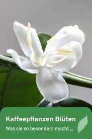 Kaffeepflanze Blute Kaffeepflanze Pflanzen Kaffee