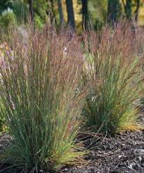 Image result for Schizachyrium platyphyllum