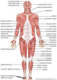 Human Body Human Muscular System Muscle Diagram Muscle Anatomy