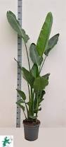 Image result for Strelitzia alba