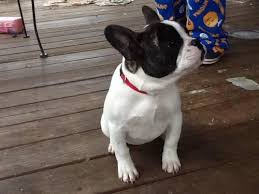Created in england to be a miniature bulldog, they accompanied english lacemakers to france, where they acquired their frenchie moniker.although this is a purebred dog breed. French Bulldog Puppies Reg For Sale In Lebanon Tennessee Classified Americanlisted Com