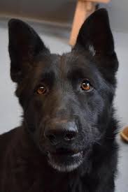 Vom banach german shepherd dogs and puppies are made up from only the world's finest and most well known, proven producing working bloodlines. Delilah Urgent Islip Animal Shelter And Adopt A Pet Center In Bay Shore Ny Adopt Or Foste Dog Breeds Medium German Shepherd Puppies German Shepherd Dogs