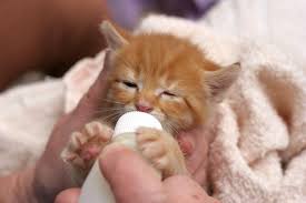 Hand Rearing Kittens Vetwest Animal Hospitals